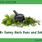 300+ Funny Herb Puns and Jokes
