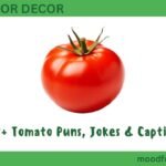 500+ Tomato Puns, Jokes & Captions