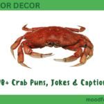 590+ Crab Puns, Jokes & Captions