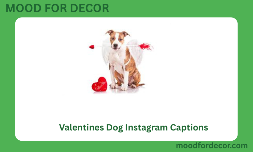 Valentines Dog Instagram Captions